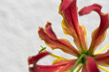 Ruhmeskrone, Gloriosa superba