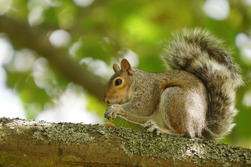 Gray Squirrel, Sciurus carolinensis