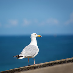 Seagull standing over blue sky and ocean isolated.