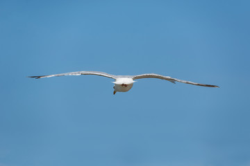 Seagull flying over blue sky isolated.