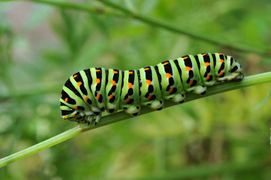 Papilio Machaon - Schwalbenschwanzraupe