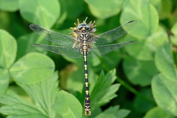 Onychogompus forcipatus, male