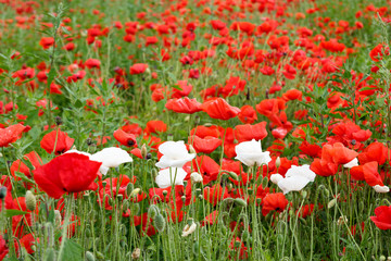 Fototapeta na wymiar Beautiful summer field with red poppies and white flowers