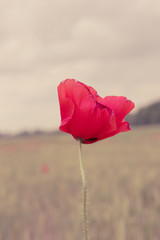 Closeup of blooming red wil flower at summer dawn