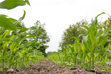 Corn field with young corn maize plants