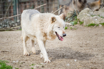 Obraz premium Wolf dog - Canis Lupus