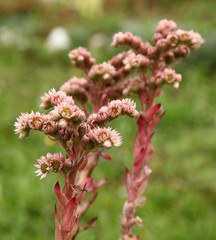 Purple houseleek flowers