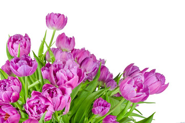 Obraz premium Bouquet of pink tulips in flowerpot isolated on white