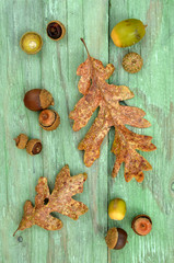 Garry Oak leaves and acorns