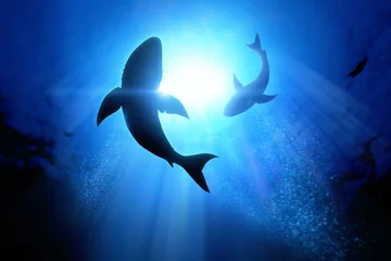 Foto op Plexiglas Grote witte haaien © James Thew