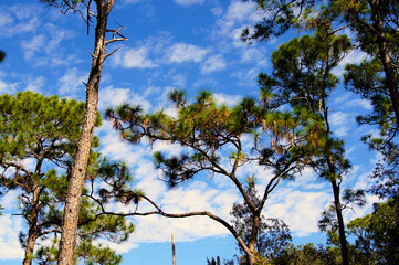 looking up at scrub pine trees against sky