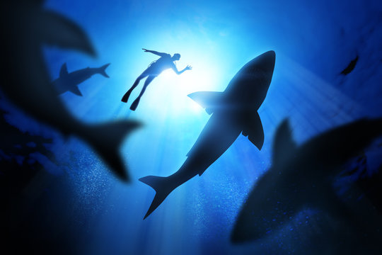Fototapeta Diver And Great White Sharks