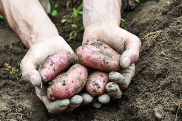 man's hands holding fresh organic potatoes