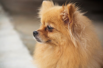 Mature Pomeranian Dog - 69178745