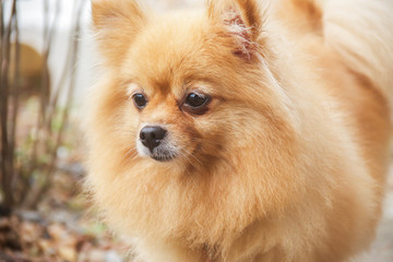 mature Pomeranian Dog - 69178747