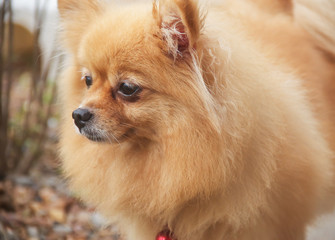mature Pomeranian Dog - 69178748
