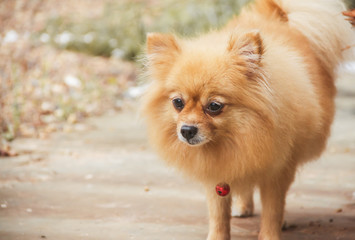 mature Pomeranian Dog - 69178751