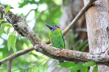Red-crowned Barbet (Megalaima rafflesii) in South Thailand 