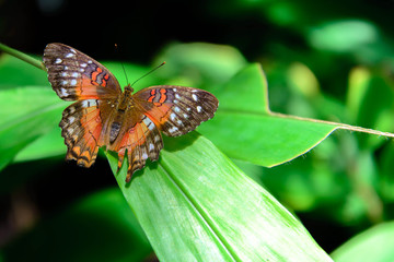 Red Peacock butterfly in nature