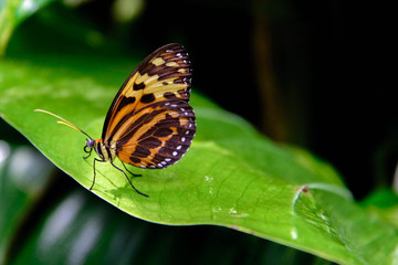 Common Tiger Butterfly