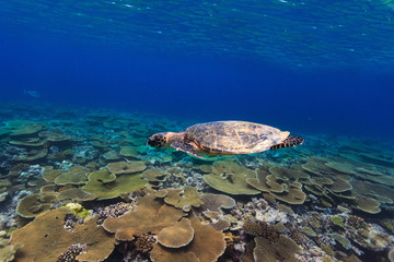 Turtle swimming underwater