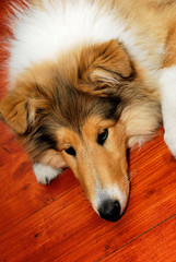 animal, collie, dog, home, hunting, brown