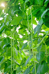 Fototapeta na wymiar Organic yard long Bean (Vigna unguiculata) on agriculture field.