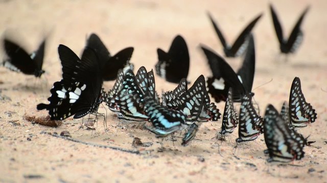 Butterflies eating salty soil , Thailand