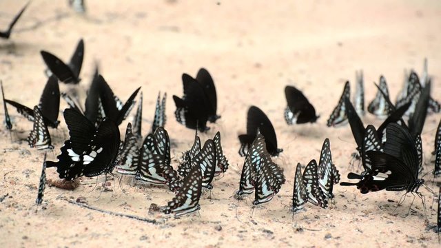 Butterflies eating salty soil , Thailand