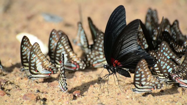 Butterflies eating salty soil , Thailand