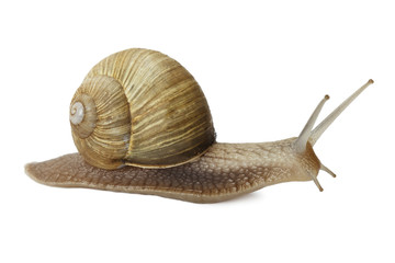 Snail