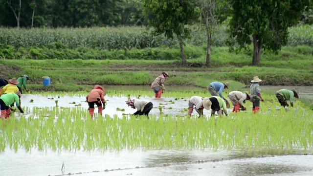 Group of farmer working hard on rice field