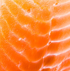 Salmon meat background