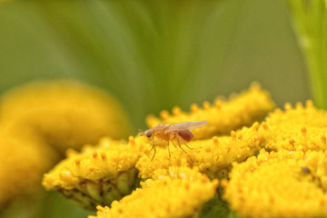 Meiosimyza Fly on a Tansy