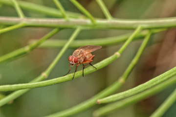 Macro of a Lauxaniid Fly