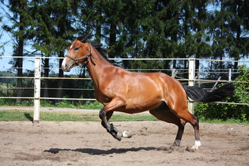 Horse playing in the paddock