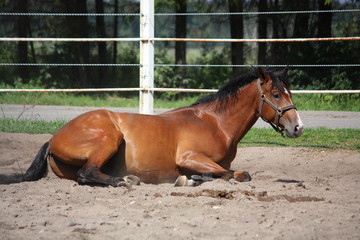 Brown horse rolling on the ground