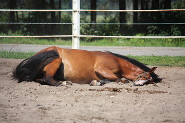 Brown horse rolling on the ground