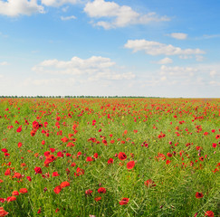 poppies on green field and sky