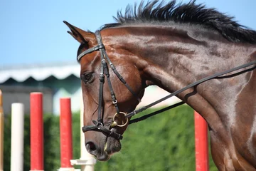 Photo sur Plexiglas Bay beautiful sport horse with bridle portrait