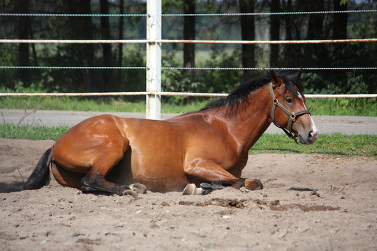 Brown horse rolling on the ground