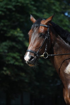 Bay beautiful sport horse with bridle portrait