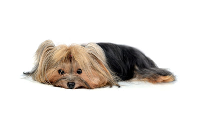 Dog yorkshire terrier isolated on white