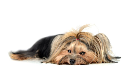 Dog yorkshire terrier isolated on white