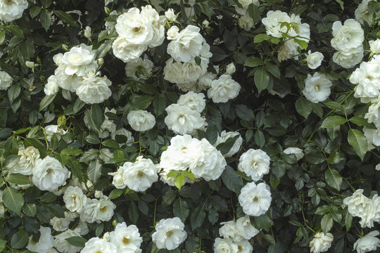 93 最適な 椿の生垣 画像 ストック写真 ベクター Adobe Stock