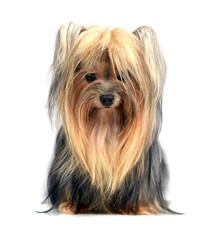 yorkshire terrier isolated on white