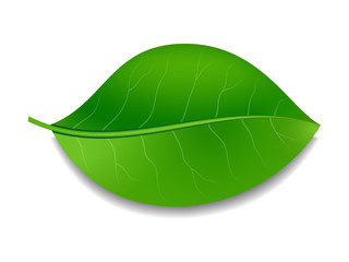 Fototapeta premium Green leaf