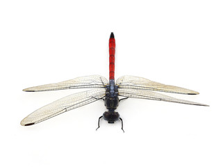 Dragonfly Red isolated on white background