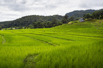 Fototapeta na wymiar Terrace rice field over the mountain,thailand