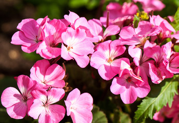 pink geranium